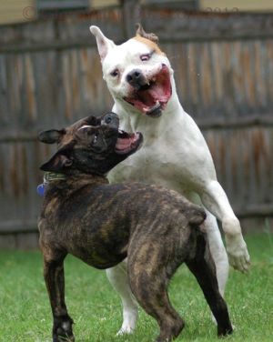 Dogs Playing